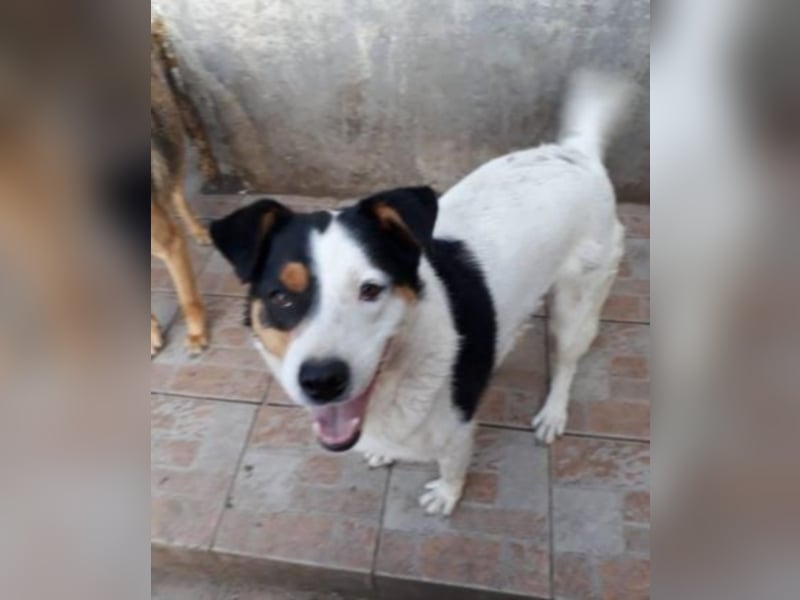 Rita, aktiver Mischling  