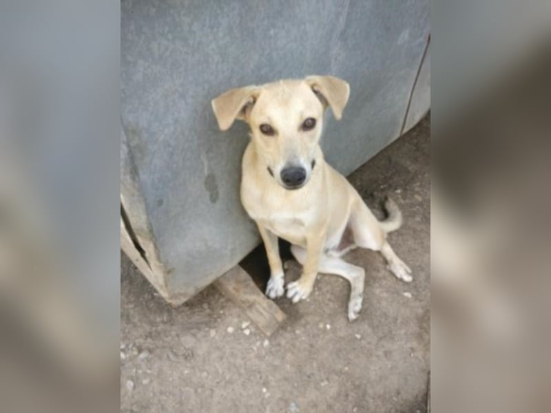 Jeremy sucht ein Zuhause  