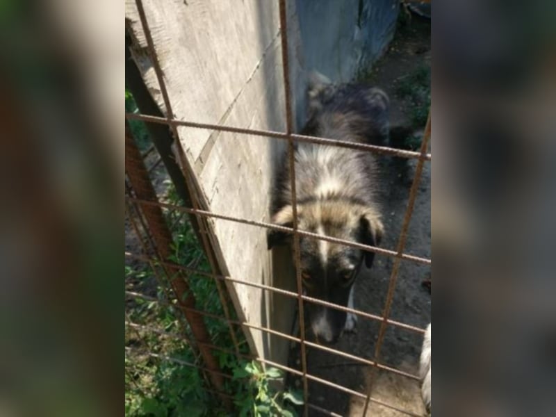 Esley, hübscher Rüde wartet so lange   