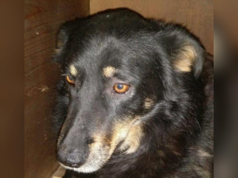 Bella wünscht sich so sehr ein Zuhause  