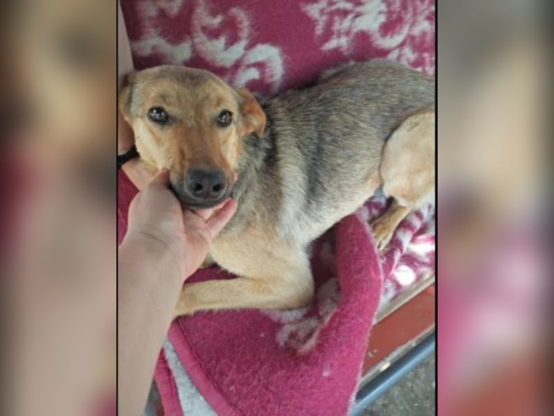 Peggy, die liebe Kuschelmaus sucht euch!  