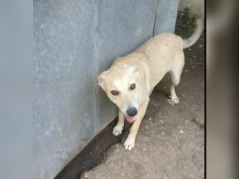 Jeremy sucht ein Zuhause  