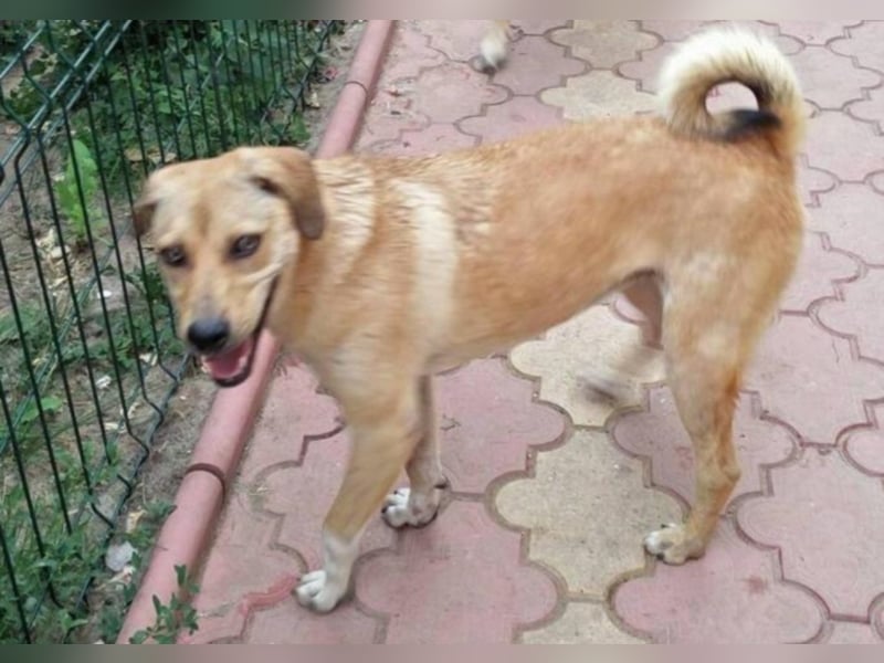 Asta sucht ihre Familie  