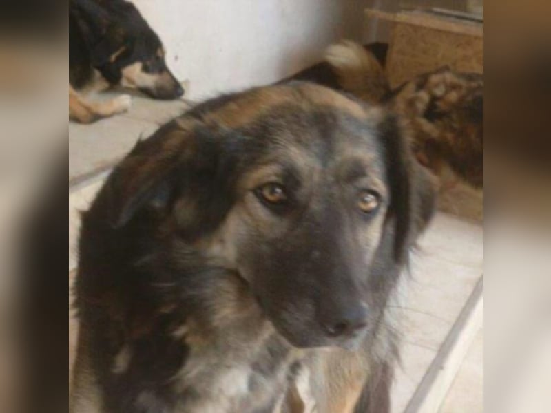 Elona wunderschön aber noch Zwinger!  