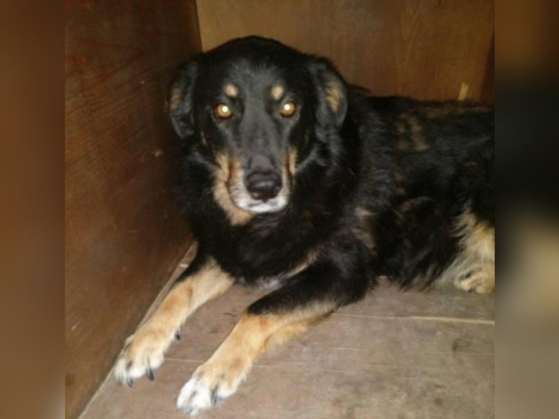 Bella wünscht sich so sehr ein Zuhause  