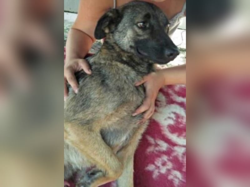 Pelle sucht dringend ein Zuhause  