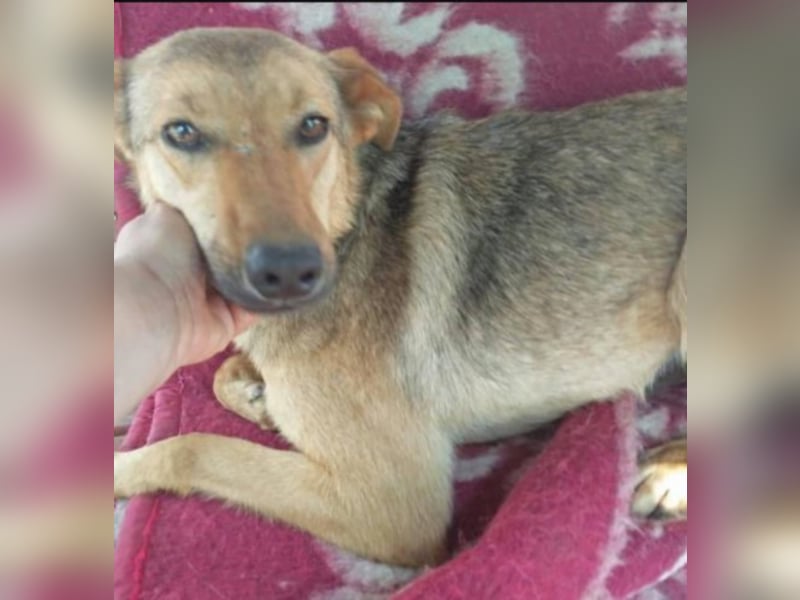 Peggy, die liebe Kuschelmaus sucht euch!  