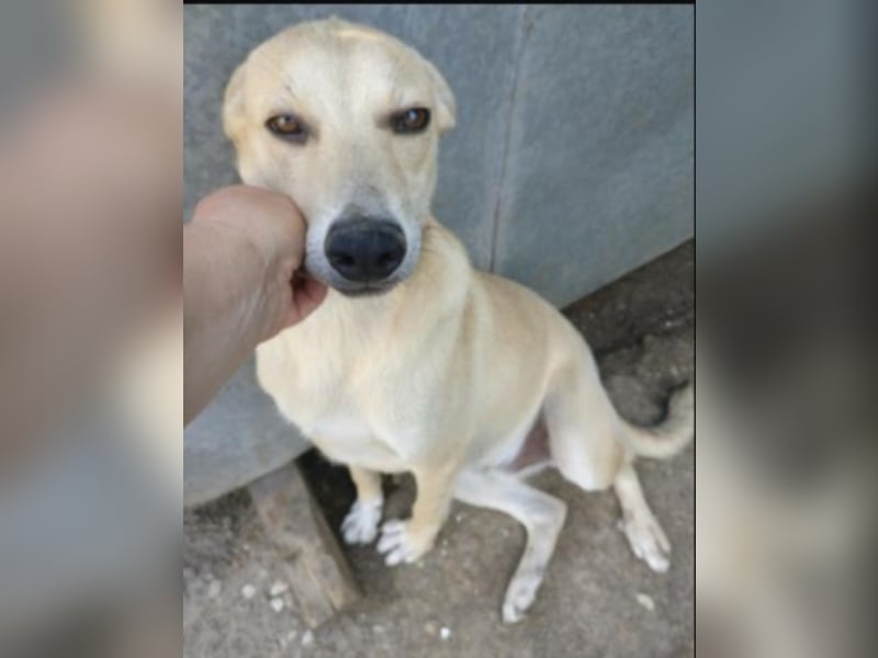 Jeremy sucht ein Zuhause  