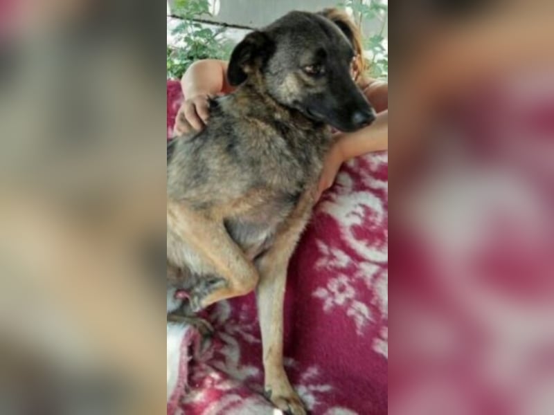 Pelle sucht dringend ein Zuhause  