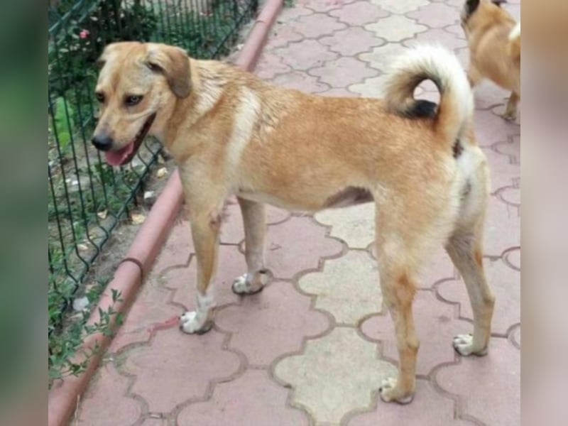 Asta sucht ihre Familie  