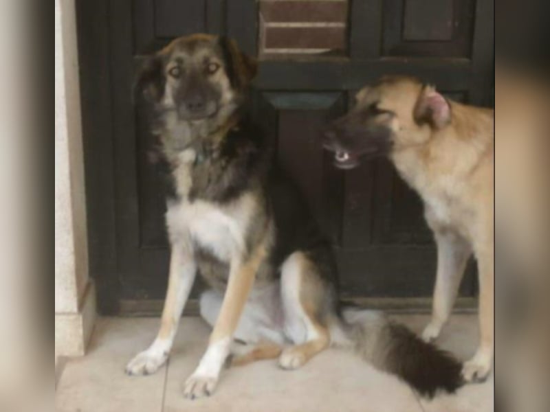 Elona wunderschön aber noch Zwinger!  