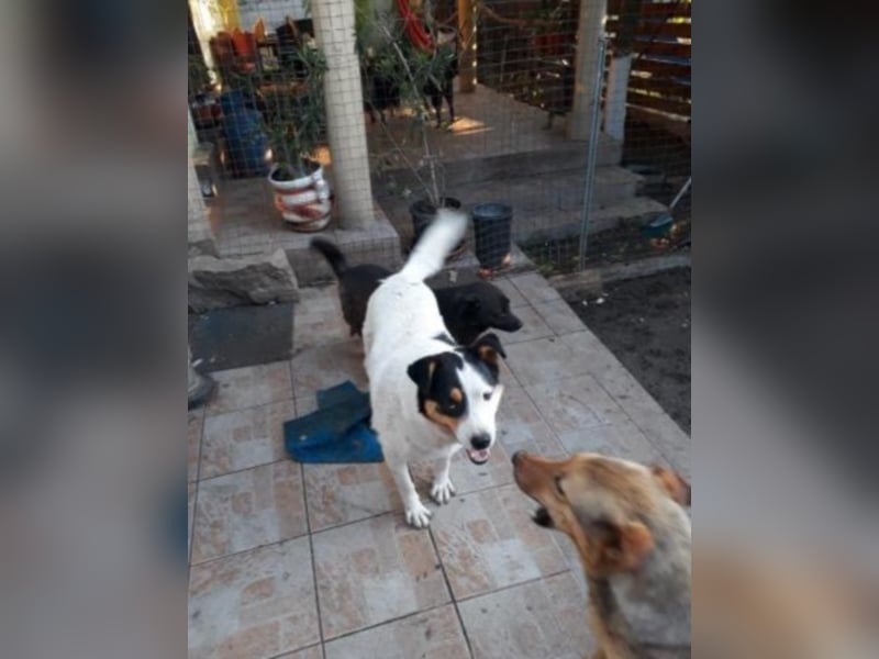 Rita, aktiver Mischling  