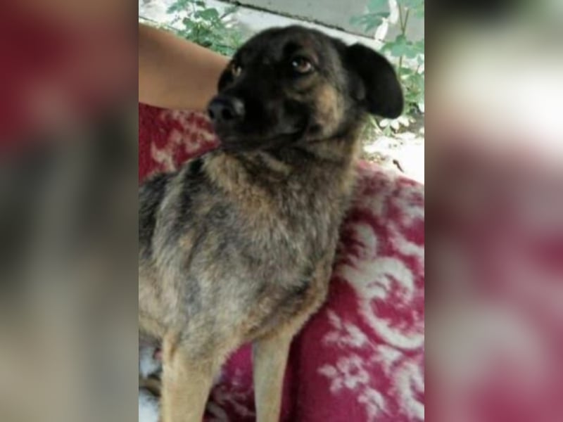 Pelle sucht dringend ein Zuhause  