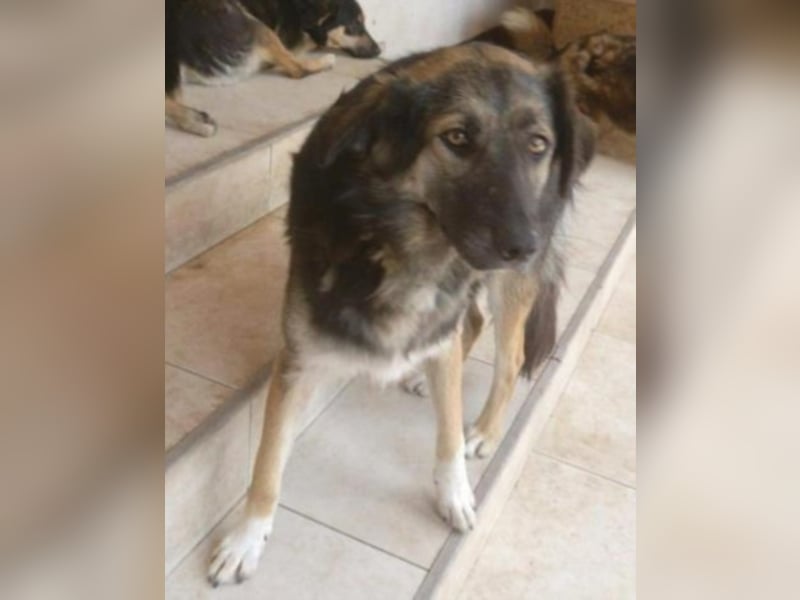 Elona wunderschön aber noch Zwinger!  