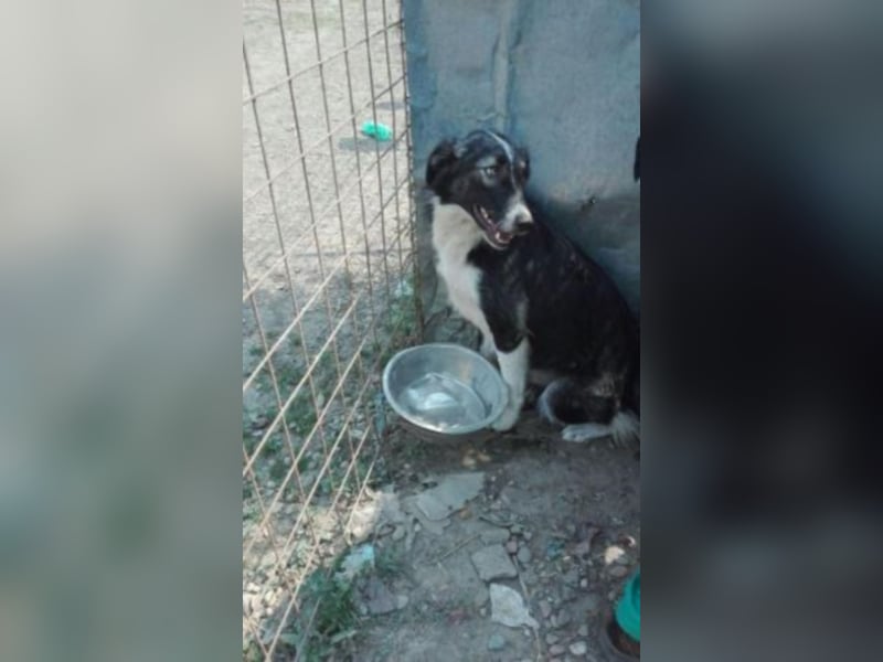 Esley, hübscher Rüde wartet so lange   