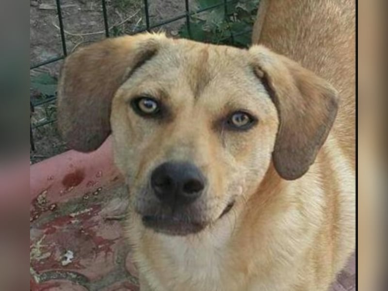 Asta sucht ihre Familie  