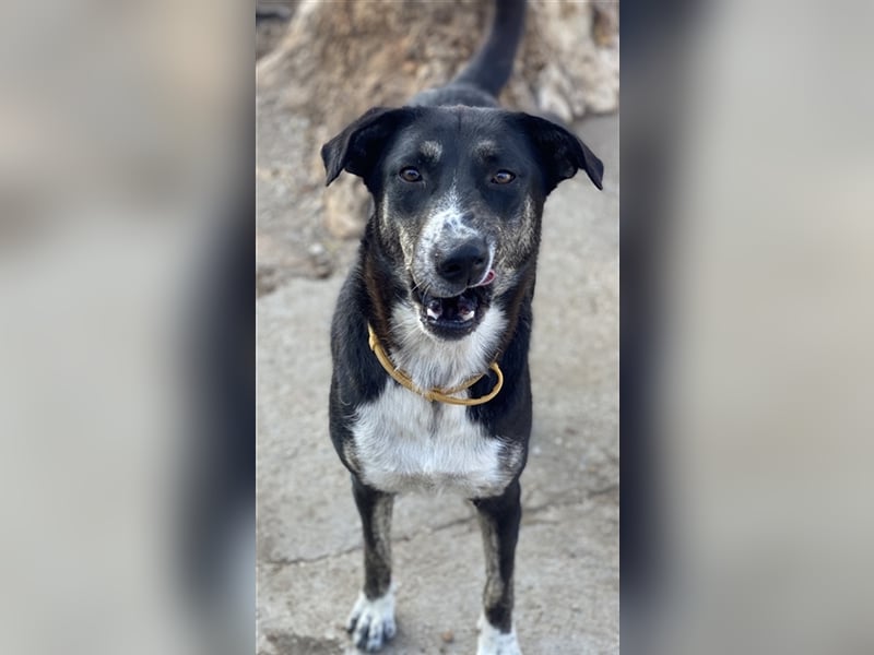 Mareen, geb. 12/2017, lebt in GRIECHENLAND, im städt. Tierheim Serres