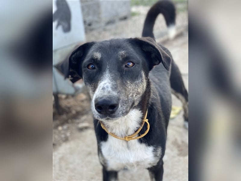 Mareen, geb. 12/2017, lebt in GRIECHENLAND, im städt. Tierheim Serres