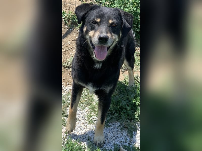 Nabucco, geb. ca. 01/2019, lebt in GRIECHENLAND, im städt. Tierheim Serres