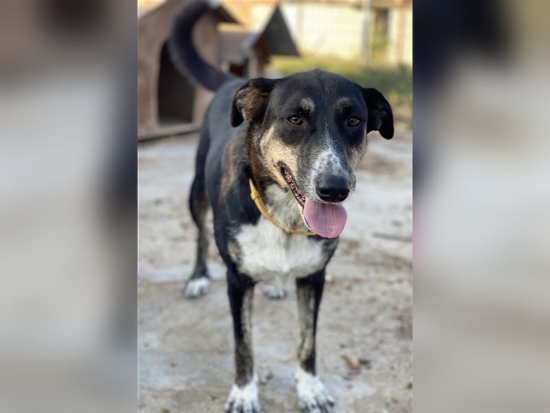 Mareen, geb. 12/2017, lebt in GRIECHENLAND, im städt. Tierheim Serres