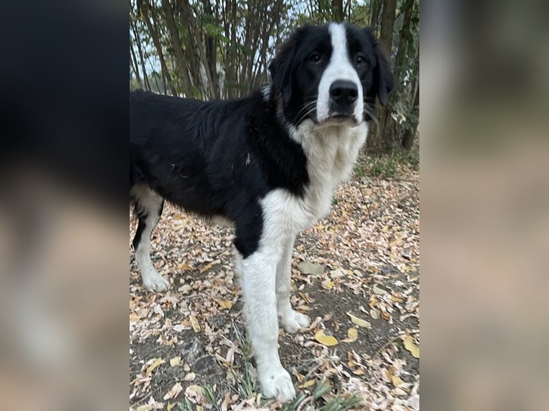 Sloan, geb. ca. 01/2022, lebt in GRIECHENLAND, auf einem Gelände, auf dem die Hunde notdürftig verso