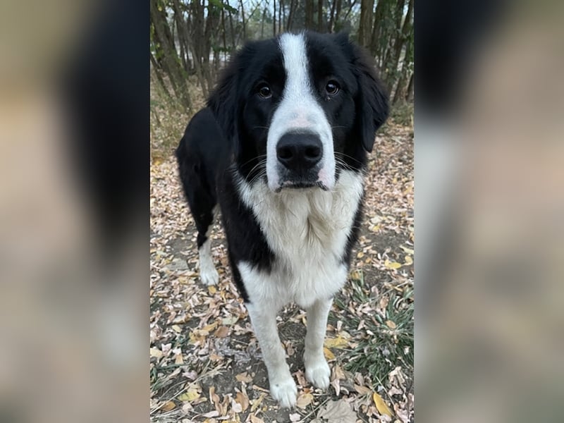 Sloan, geb. ca. 01/2022, lebt in GRIECHENLAND, auf einem Gelände, auf dem die Hunde notdürftig verso