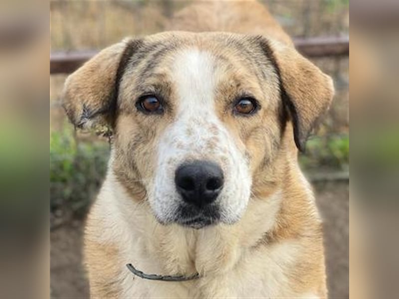 Philina, geb. ca. 11/2019, lebt in GRIECHENLAND, im städt. Tierheim Serres