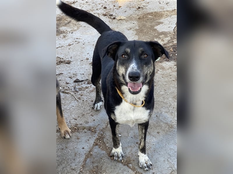 Mareen, geb. 12/2017, lebt in GRIECHENLAND, im städt. Tierheim Serres