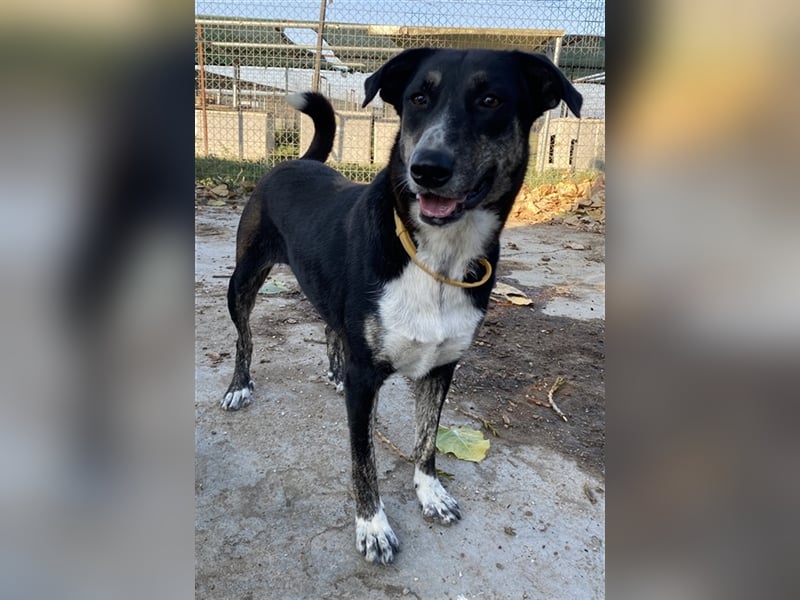 Mareen, geb. 12/2017, lebt in GRIECHENLAND, im städt. Tierheim Serres