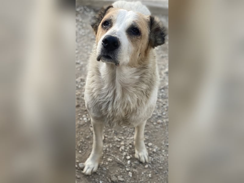 Jorma, geb. ca. 03/2016, lebt in GRIECHENLAND, im städt. Tierheim Serres