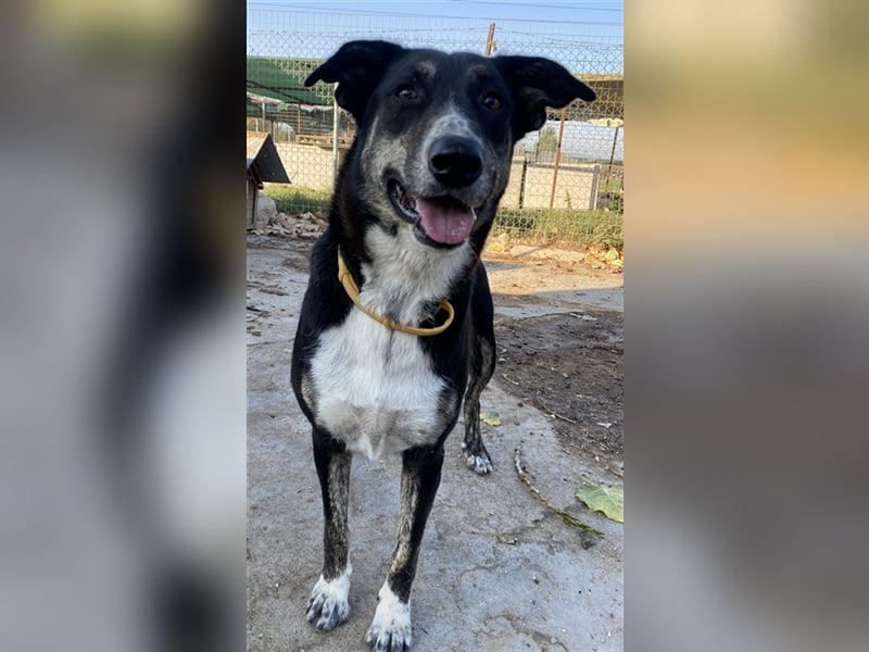 Mareen, geb. 12/2017, lebt in GRIECHENLAND, im städt. Tierheim Serres