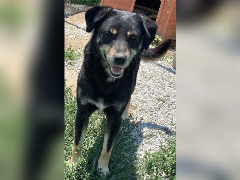 Nabucco, geb. ca. 01/2019, lebt in GRIECHENLAND, im städt. Tierheim Serres