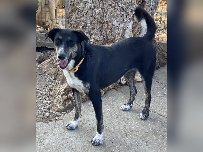Mareen, geb. 12/2017, lebt in GRIECHENLAND, im städt. Tierheim Serres