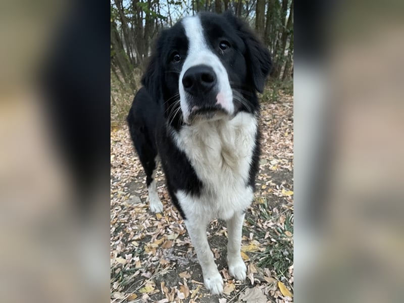 Sloan, geb. ca. 01/2022, lebt in GRIECHENLAND, auf einem Gelände, auf dem die Hunde notdürftig verso