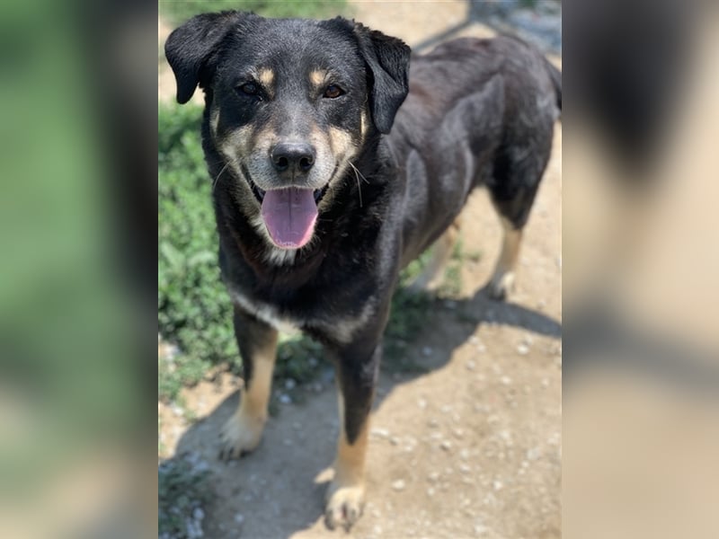 Nabucco, geb. ca. 01/2019, lebt in GRIECHENLAND, im städt. Tierheim Serres