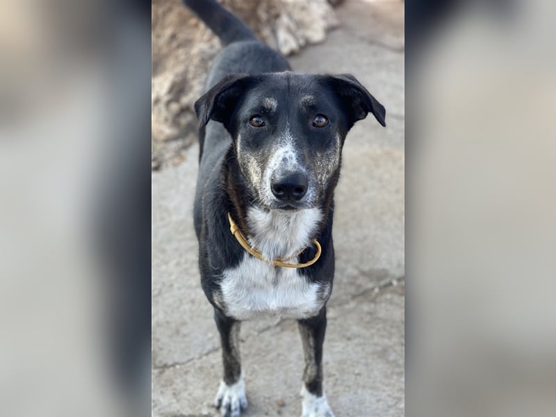 Mareen, geb. 12/2017, lebt in GRIECHENLAND, im städt. Tierheim Serres