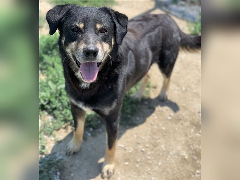 Nabucco, geb. ca. 01/2019, lebt in GRIECHENLAND, im städt. Tierheim Serres