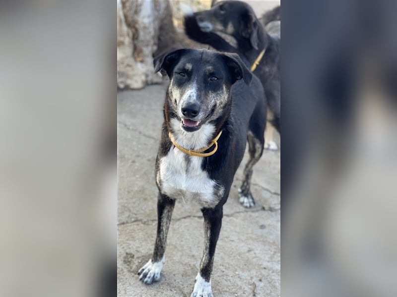 Mareen, geb. 12/2017, lebt in GRIECHENLAND, im städt. Tierheim Serres