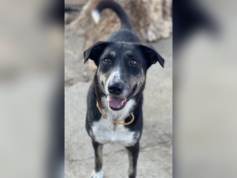 Mareen, geb. 12/2017, lebt in GRIECHENLAND, im städt. Tierheim Serres