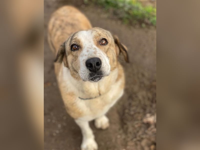 Philina, geb. ca. 11/2019, lebt in GRIECHENLAND, im städt. Tierheim Serres