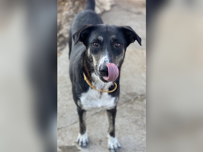 Mareen, geb. 12/2017, lebt in GRIECHENLAND, im städt. Tierheim Serres