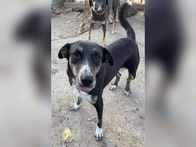 Mareen, geb. 12/2017, lebt in GRIECHENLAND, im städt. Tierheim Serres