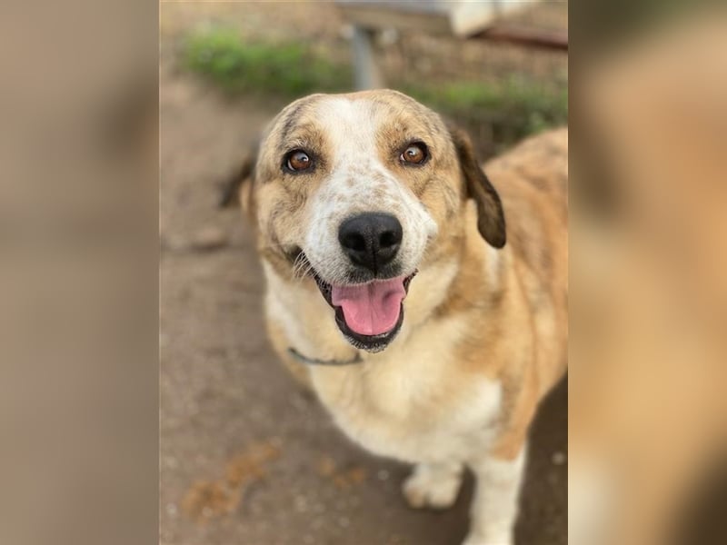 Philina, geb. ca. 11/2019, lebt in GRIECHENLAND, im städt. Tierheim Serres