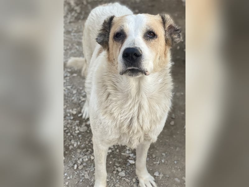 Jorma, geb. ca. 03/2016, lebt in GRIECHENLAND, im städt. Tierheim Serres