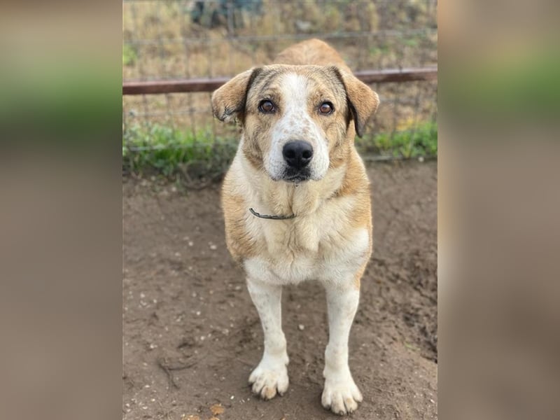 Philina, geb. ca. 11/2019, lebt in GRIECHENLAND, im städt. Tierheim Serres