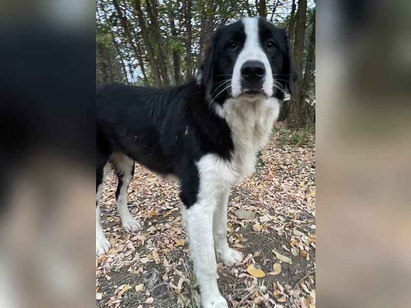 Sloan, geb. ca. 01/2022, lebt in GRIECHENLAND, auf einem Gelände, auf dem die Hunde notdürftig verso