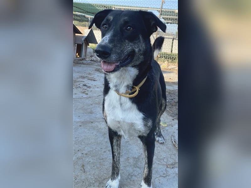 Mareen, geb. 12/2017, lebt in GRIECHENLAND, im städt. Tierheim Serres