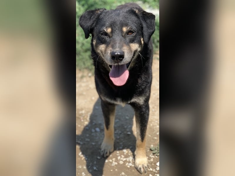 Nabucco, geb. ca. 01/2019, lebt in GRIECHENLAND, im städt. Tierheim Serres