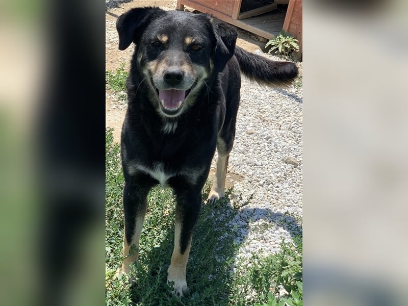 Nabucco, geb. ca. 01/2019, lebt in GRIECHENLAND, im städt. Tierheim Serres