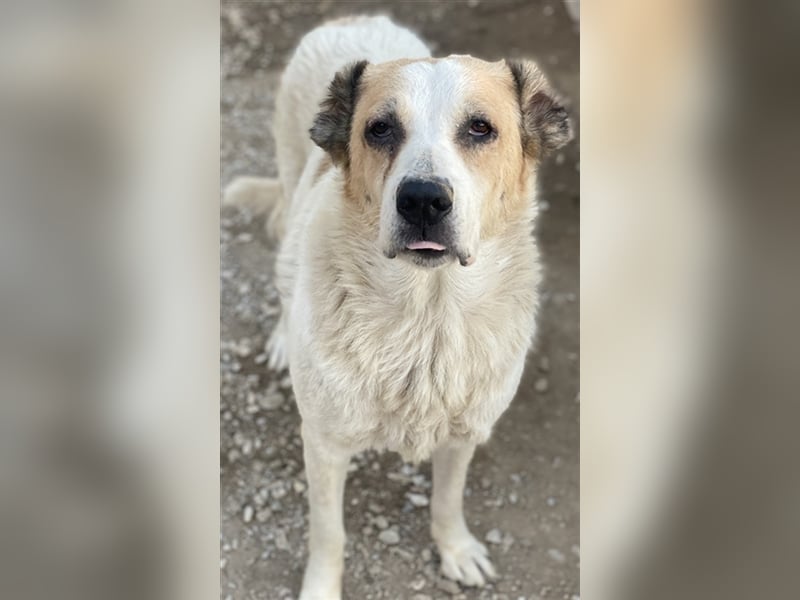 Jorma, geb. ca. 03/2016, lebt in GRIECHENLAND, im städt. Tierheim Serres